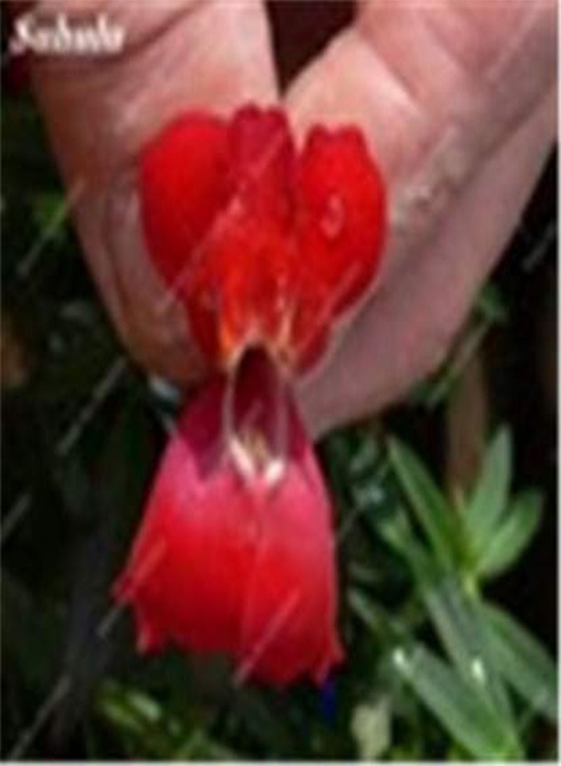GGOOT New 200 pcs Antirrhinum Flower Seeds for Gardening Red - Image 1