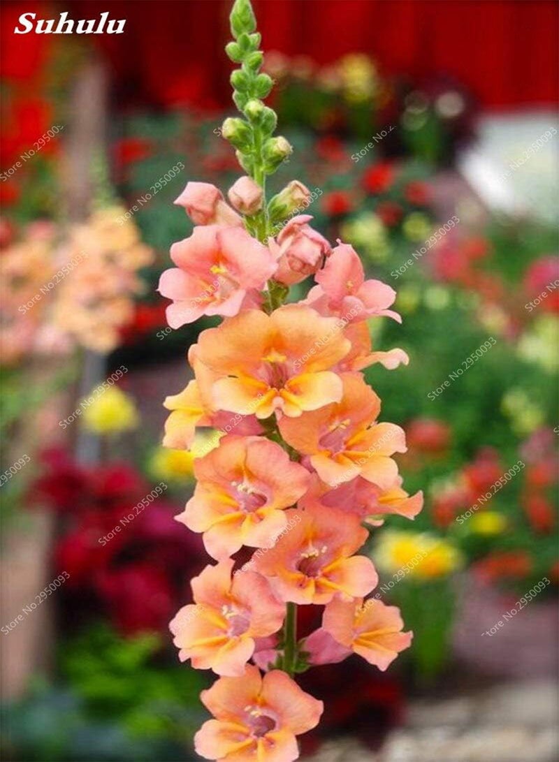 GGOOT New 200 pcs Antirrhinum Flower Seeds for Gardening Red - Image 4