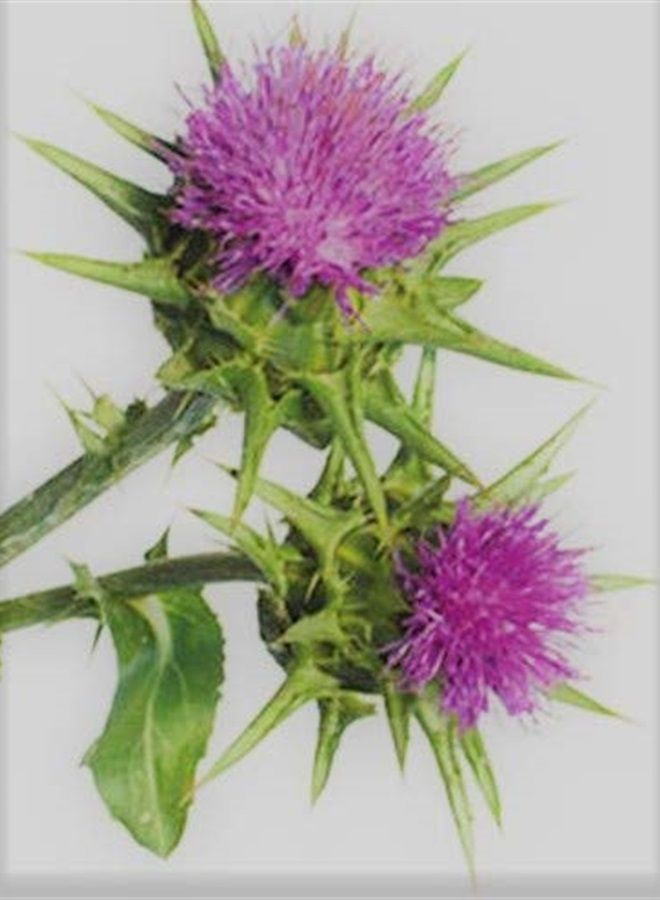 White Label Premium Herbs and Spices Wildcrafted Raw Milk Thistle Seed Whole 8oz Silybum Marianum Non GMO Non Irradiated The Bloomin Herb Shoppe - Image 2