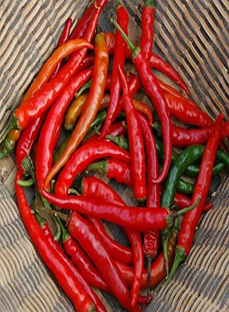 GGOOT Organic Pepper HOT Ring of FIRE 80 Seeds