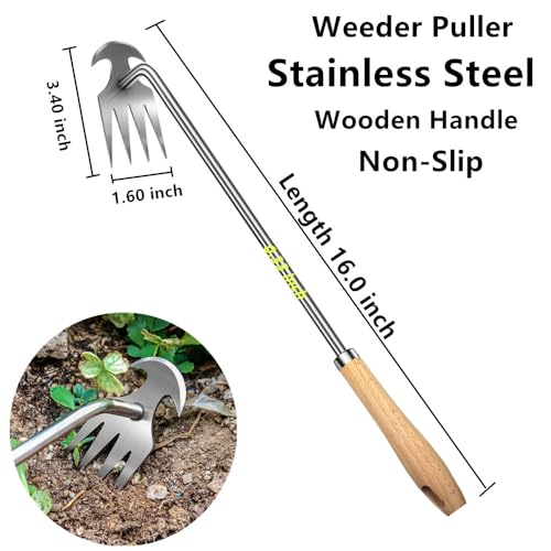 Semifrut 2pack 16inch Weed Puller ToolWeeding Tool4 Teeth Stainless Steel Hand Weeder for Effortless WeedingPortable Uprooting Tool for Vegetable GardeningBackyardFarm Wooden HandleStainless Steel - Image 3