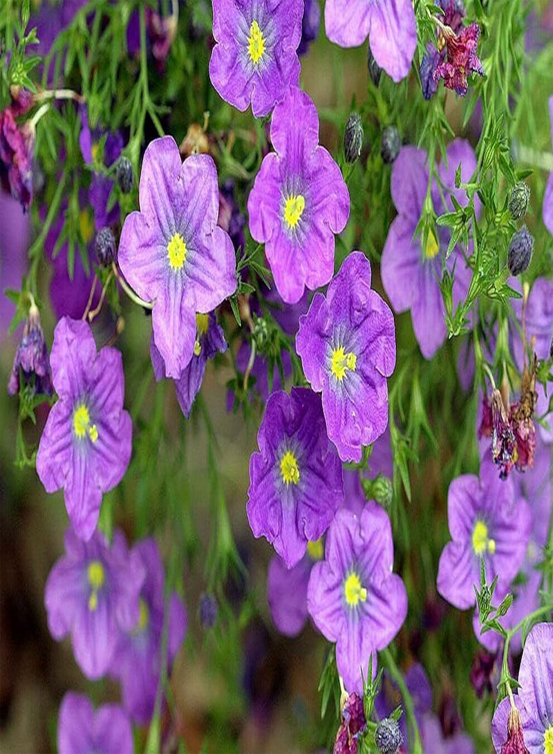 GGOOT CUPFLOWER Purple Robe 600 Seeds Nierembergia hippomanica Hanging Baskets for Planting Garden Yard Patio and Useful for Gifts (600 Seeds) - Image 3