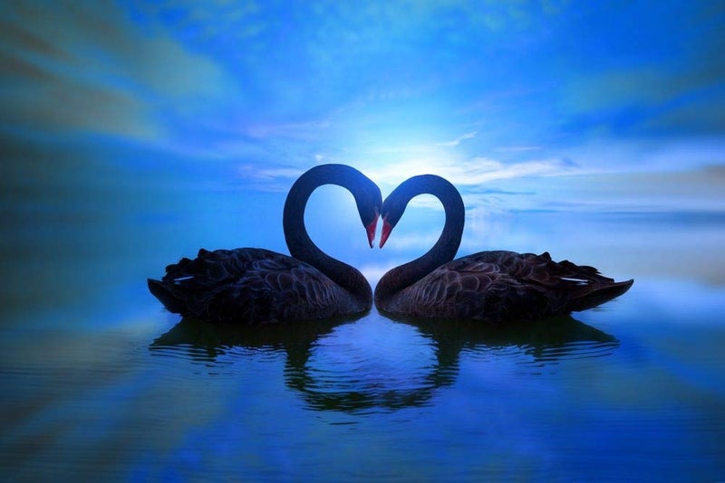 5 Acebeautiful black swan in heart Wall Sticker Poster|size:12x18 inch|Multicolor - Image 5
