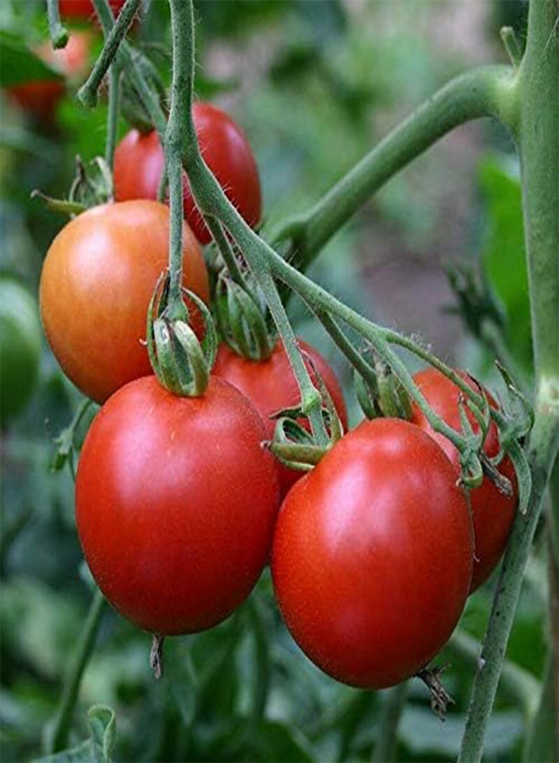 GGOOT Tomato Salad Special 15+ Seeds Heirloom Vegetable Garden Spring Summer Veg Easy  - Image 3