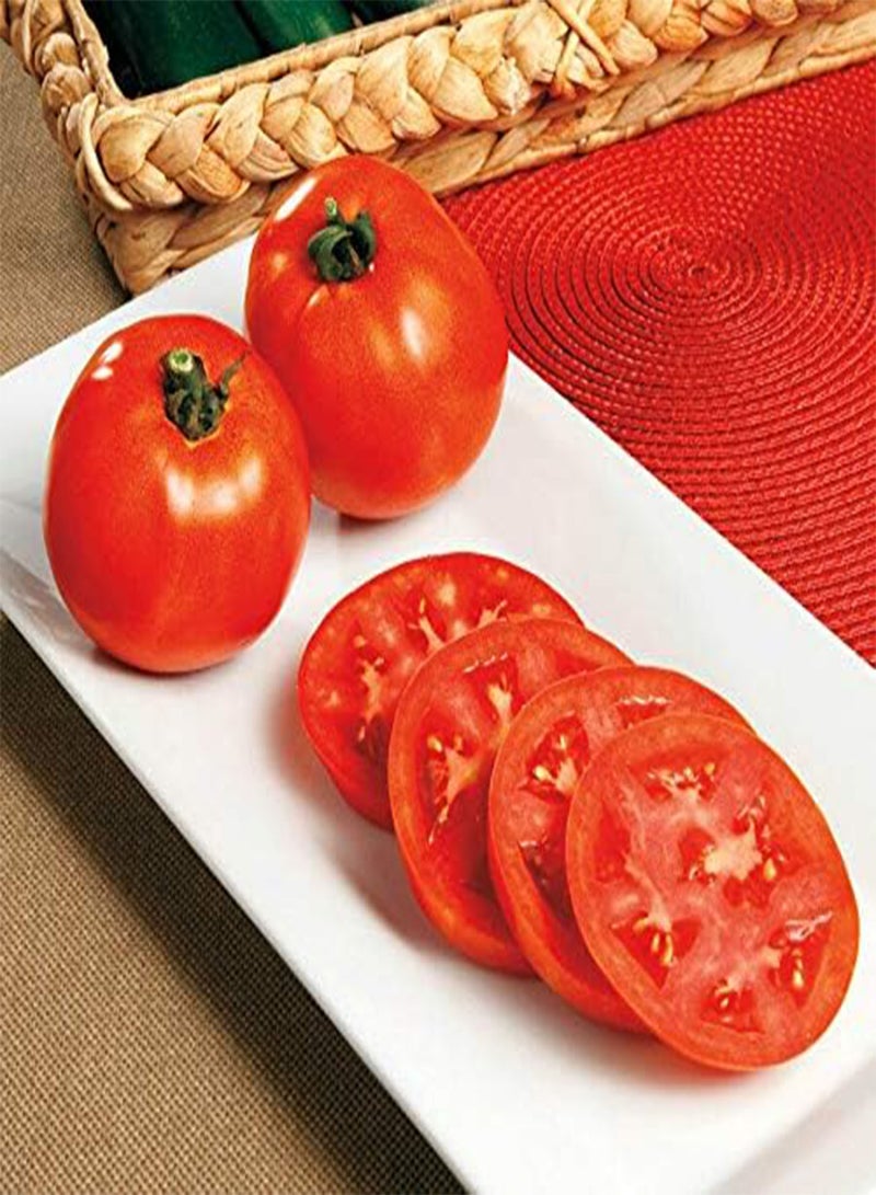 GGOOT Tomato Salad Special 15+ Seeds Heirloom Vegetable Garden Spring Summer Veg Easy  - Image 2