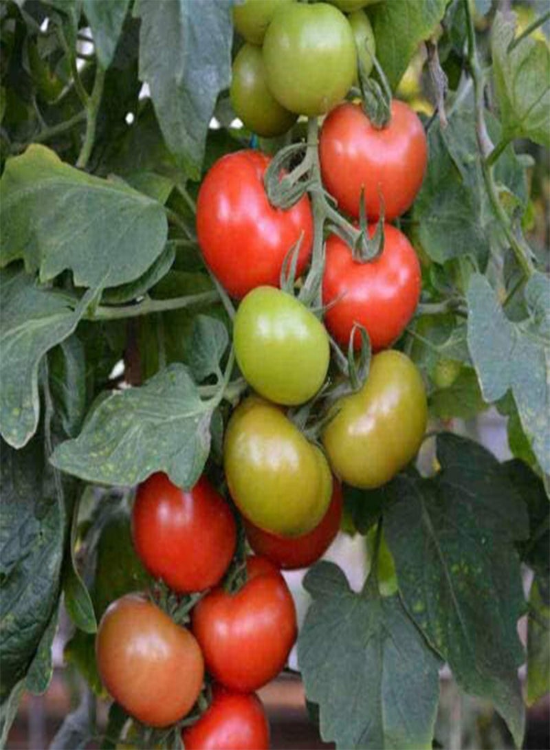 GGOOT Tomato Salad Special 15+ Seeds Heirloom Vegetable Garden Spring Summer Veg Easy  - Image 4