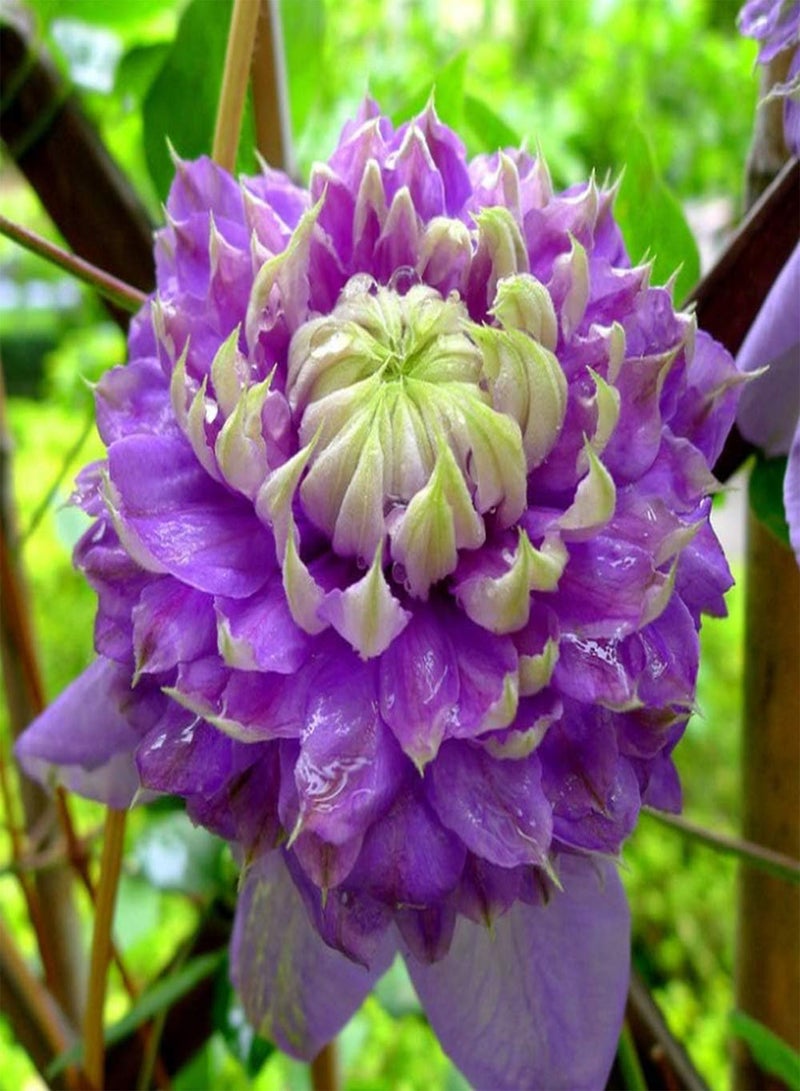 GGOOT 5pcs Clematis seeds Special Colors Perennial Rare Flower seeds Easy Care Greenhouse Planting and Flowering Year-Round Bring A Sense Accomplishment - Image 2