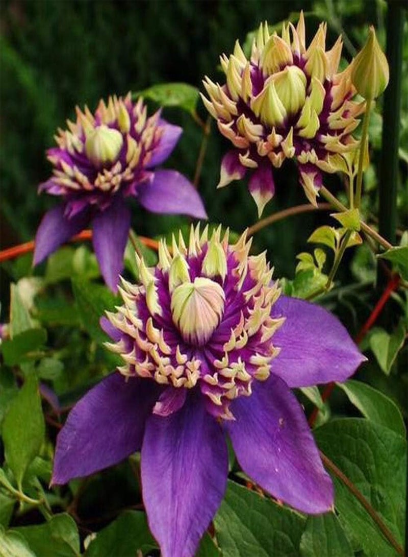 GGOOT 5pcs Clematis seeds Special Colors Perennial Rare Flower seeds Easy Care Greenhouse Planting and Flowering Year-Round Bring A Sense Accomplishment - Image 3
