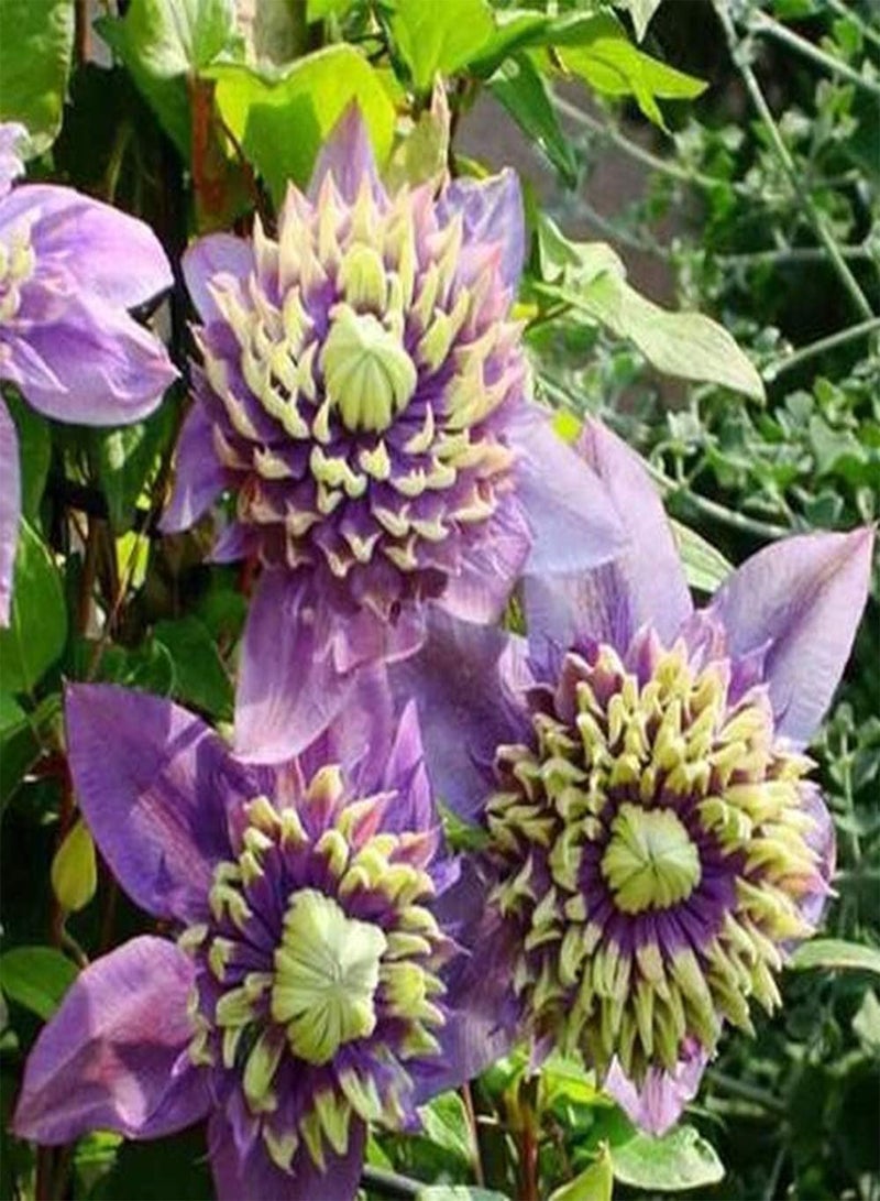 GGOOT 5pcs Clematis seeds Special Colors Perennial Rare Flower seeds Easy Care Greenhouse Planting and Flowering Year-Round Bring A Sense Accomplishment - Image 1