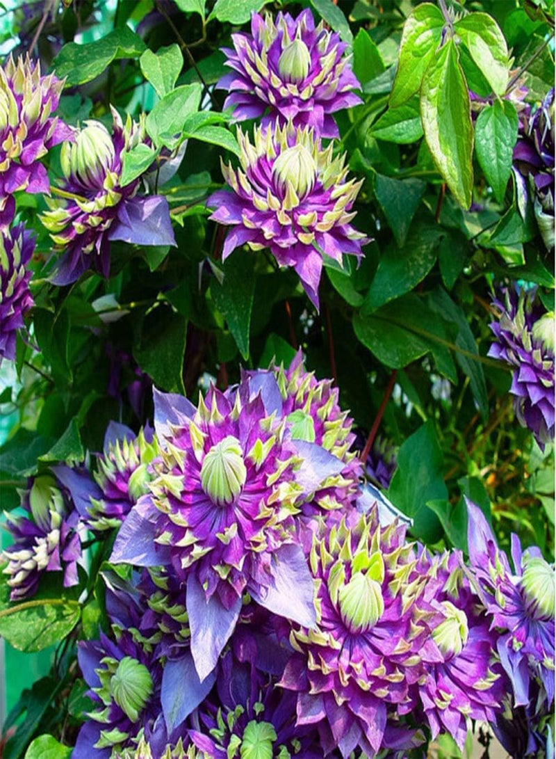 GGOOT 5pcs Clematis seeds Special Colors Perennial Rare Flower seeds Easy Care Greenhouse Planting and Flowering Year-Round Bring A Sense Accomplishment - Image 4