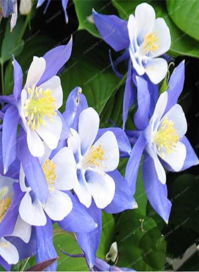 GGOOT New 100 Pcs Aquilegia Flower Seeds for Gardening Mixed Colour - Image 3