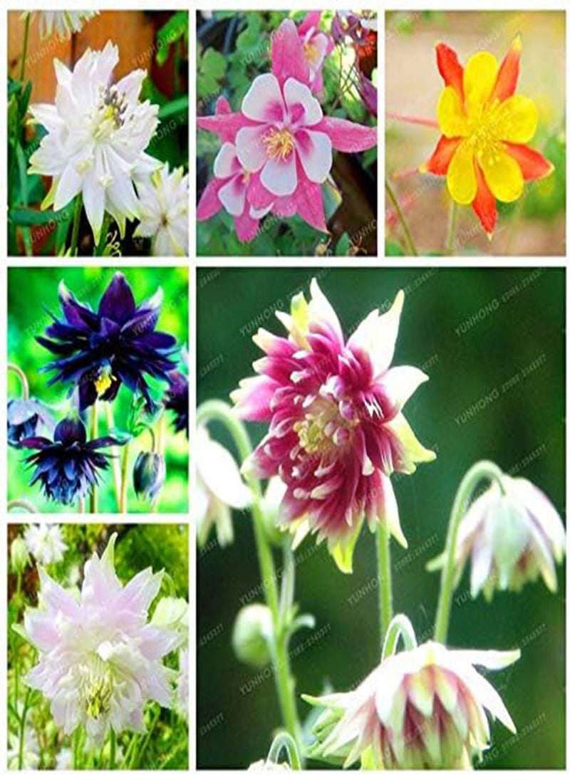 GGOOT New 100 Pcs Aquilegia Flower Seeds for Gardening Mixed Colour - Image 2