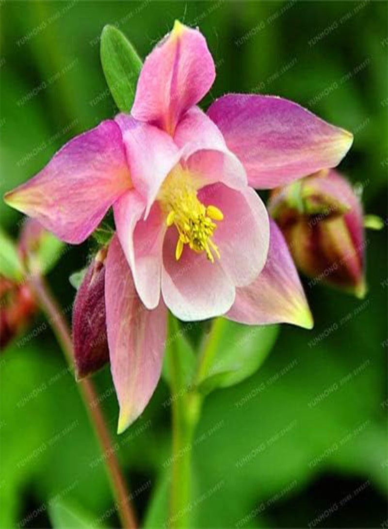 GGOOT New 100 Pcs Aquilegia Flower Seeds for Gardening Mixed Colour - Image 1