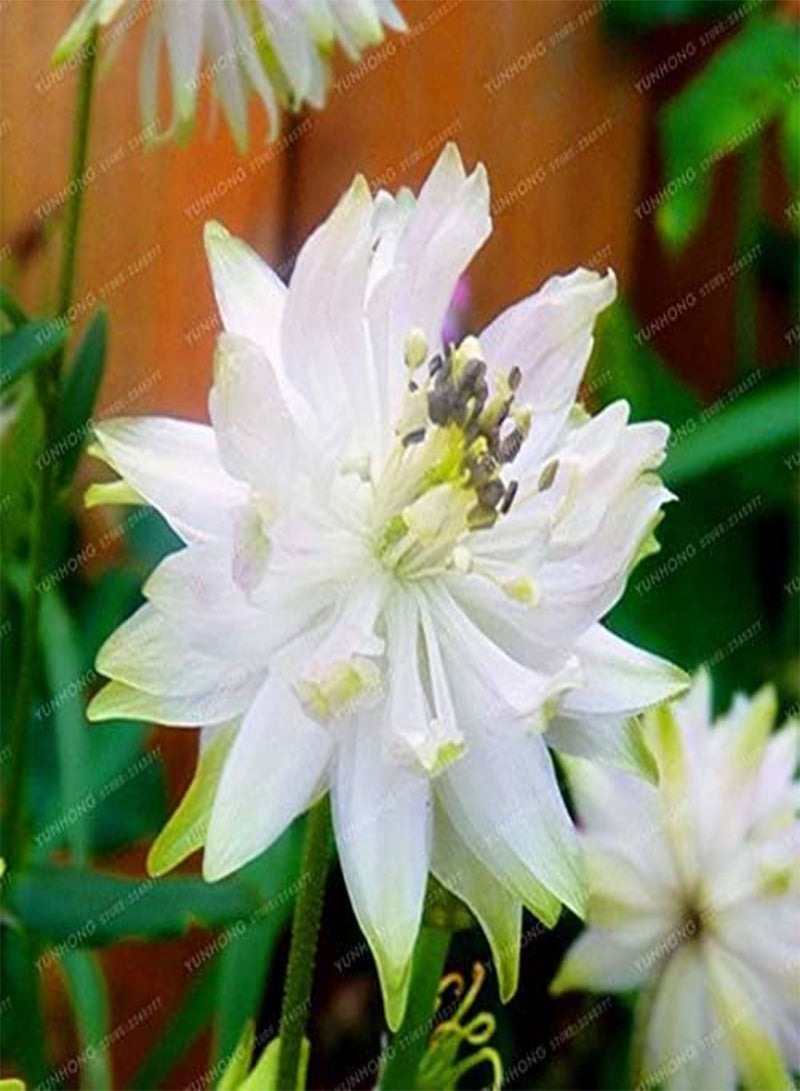 GGOOT New 100 Pcs Aquilegia Flower Seeds for Gardening Mixed Colour - Image 4
