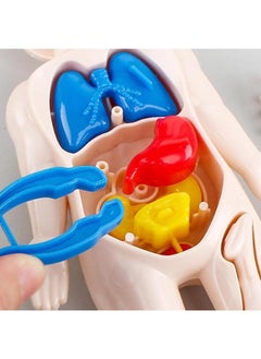 Generic 1 Set Popular Organ Models Child Toy Human Body Model Children's Puzzle Jigsaw Puzzles for Children Assembled Mannequin Plastic Childhood Child  - Image 4