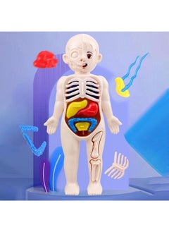 Generic 1 Set Popular Organ Models Child Toy Human Body Model Children's Puzzle Jigsaw Puzzles for Children Assembled Mannequin Plastic Childhood Child  - Image 5