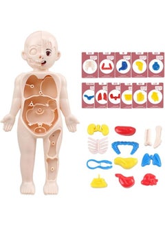 Generic 1 Set Popular Organ Models Child Toy Human Body Model Children's Puzzle Jigsaw Puzzles for Children Assembled Mannequin Plastic Childhood Child  - Image 1