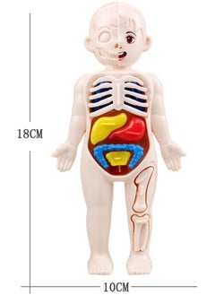 Generic 1 Set Popular Organ Models Child Toy Human Body Model Children's Puzzle Jigsaw Puzzles for Children Assembled Mannequin Plastic Childhood Child  - Image 2
