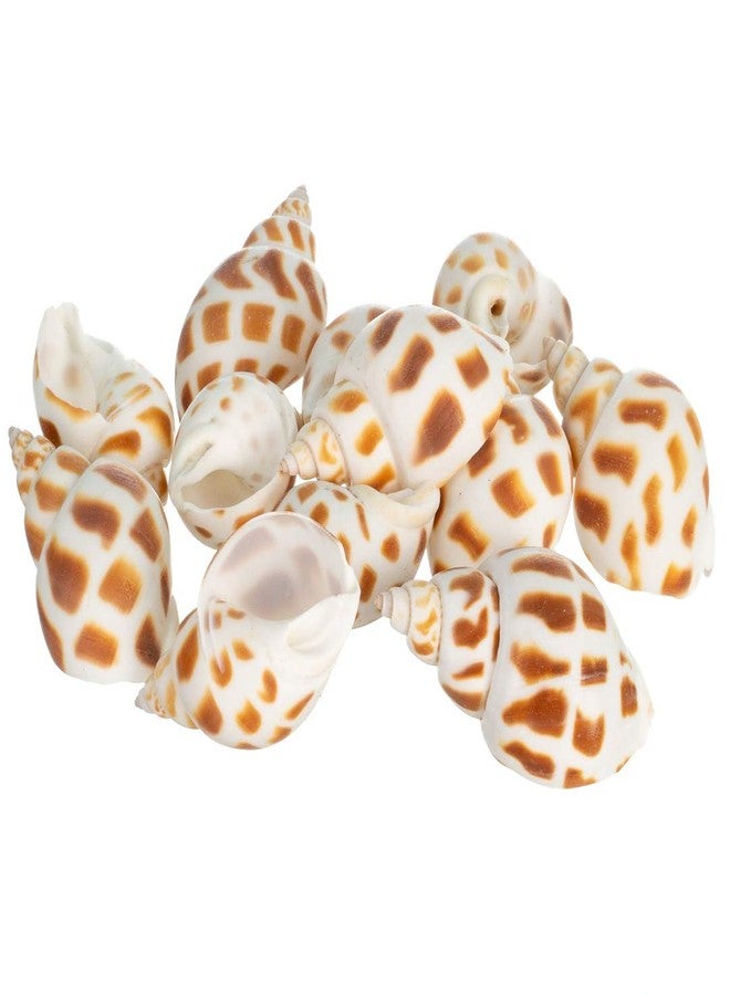 Nautical Crush Trading Hermit Crab Shells | Turbo Shells | 12 Babylonia Aerolata Turbo Shells 3/4"- 2" | Hermit Crab House for Décor | Plus Free Nautical eBook by Joseph Rains - Image 1