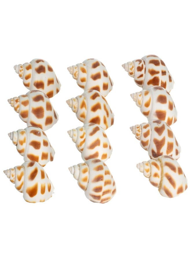 Nautical Crush Trading Hermit Crab Shells | Turbo Shells | 12 Babylonia Aerolata Turbo Shells 3/4"- 2" | Hermit Crab House for Décor | Plus Free Nautical eBook by Joseph Rains - Image 3