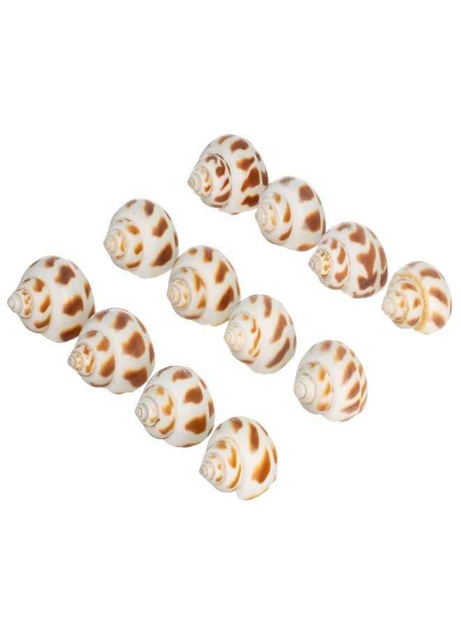 Nautical Crush Trading Hermit Crab Shells | Turbo Shells | 12 Babylonia Aerolata Turbo Shells 3/4"- 2" | Hermit Crab House for Décor | Plus Free Nautical eBook by Joseph Rains - Image 2