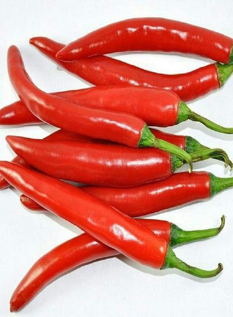 GGOOT 50pcs Pepper Seeds Eye-catching Color Annual Heirloom Vegetables Beautiful Courtyard Scenery Home Garden Year-Round Sowing Harvest Every Year - Image 3