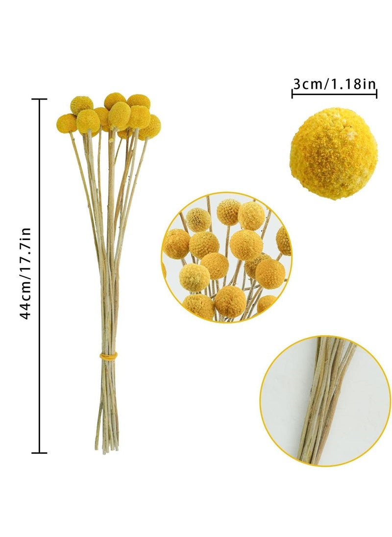 Y&D - 30 PCS Natural Dried Flowers, Golden Balls Hammer Flowers Flower Bouquet, Floral Bouquet for Arrangement Wedding Home Tall Vase Decoration, Craspedia Billy - Image 1