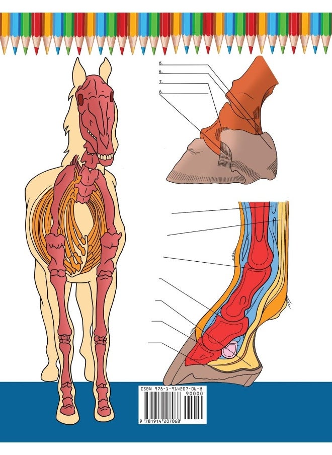 Horse Anatomy Coloring Book: Incredibly Detailed Self-Test Equine Anatomy Color workbook | Perfect Gift for Veterinary Students, Horse Lovers & Adults  - Image 2