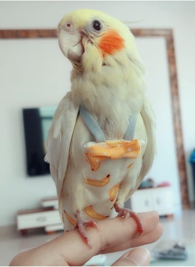 6 Pieces Bird Diapers, Washable Reusable Parrots Nappy with Waterproof Inner Layer Soft Small Pet Birds Flight Suit for Budgie Parakeet Cockatiel