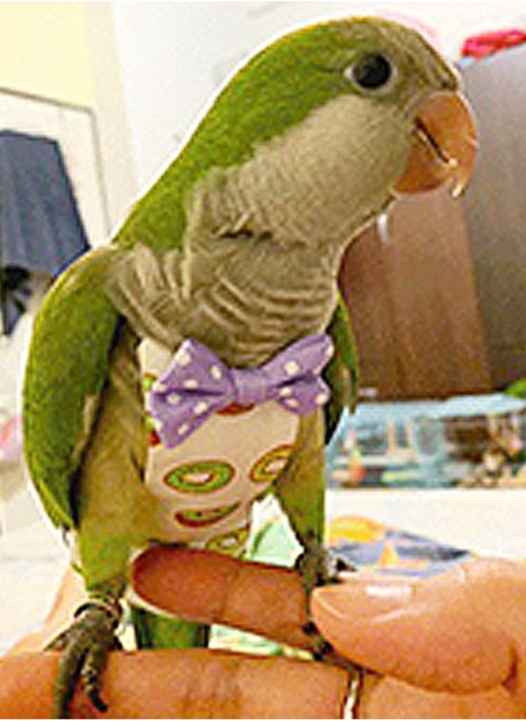 6 Pieces Bird Diapers, Washable Reusable Parrots Nappy with Waterproof Inner Layer Soft Small Pet Birds Flight Suit for Budgie Parakeet Cockatiel