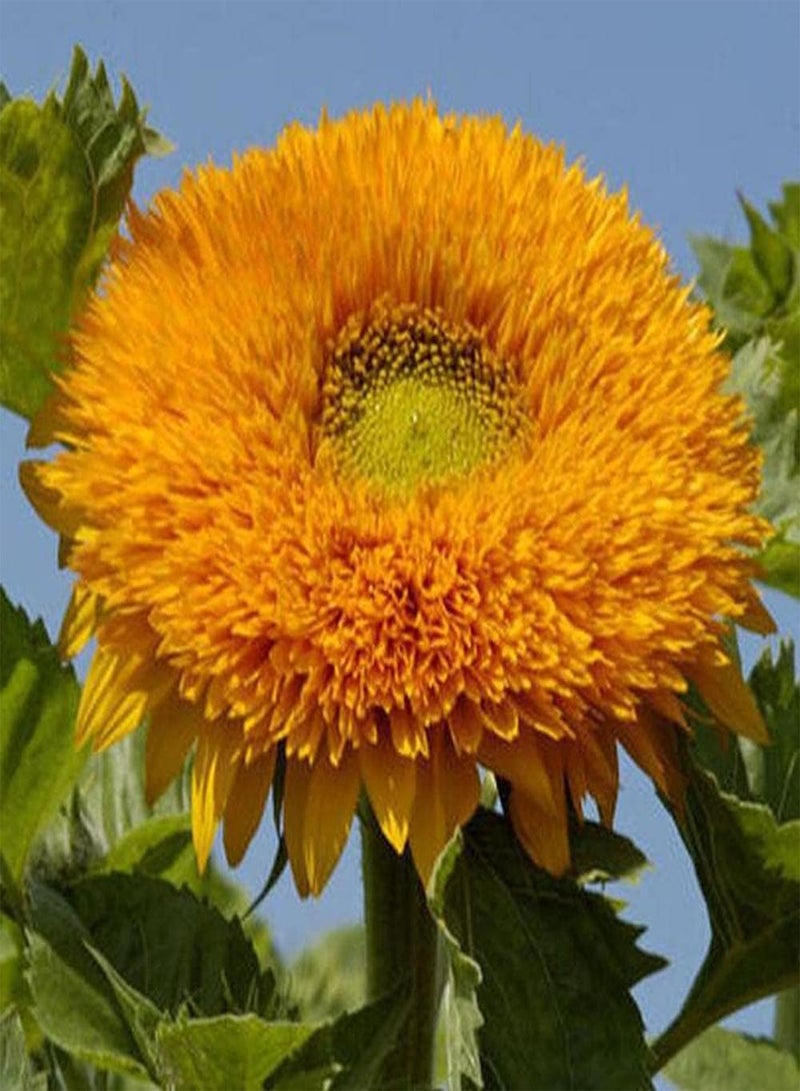 جي جوت 100 قطعة من بذور عباد الشمس الغريبة ذات الأشكال النادرة والفريدة من نوعها والزهور الصفراء تبرز مناسبة لتزيين الحديقة أو الفناء أو التراس - Image 4