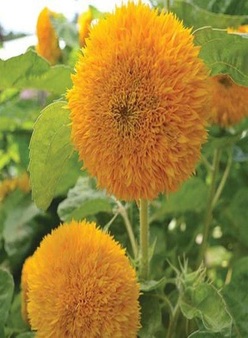 جي جوت 100 قطعة من بذور عباد الشمس الغريبة ذات الأشكال النادرة والفريدة من نوعها والزهور الصفراء تبرز مناسبة لتزيين الحديقة أو الفناء أو التراس - Image 2