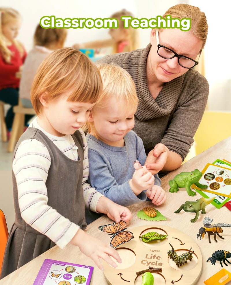 JoyCat Life Cycle Learning Education Toys, Insect Caterpillar to Butterfly kit, Ladybug, Bee, Tadpole to Frog Kit Life Cycle Toys for Kids, Preschool Learning Activities for Age 3 4 5 6 7 8 - Image 4