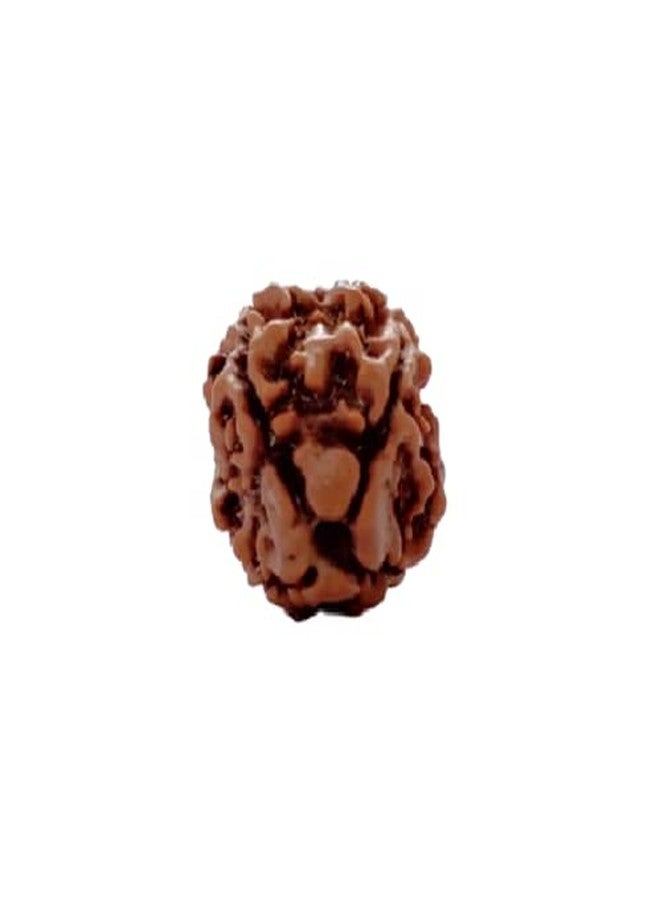 Certified Gems Easy to Wear 4 Mukhi Nepal Rudraksha with Pendant and Dori Original Certified - Image 3