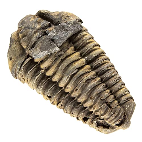 KALIFANO Authentic Large Arthropod Calymene Trilobite Fossil from Morocco - Marine Trilobita/Calymene for Fossil Collections and Education Purposes (Information Card Included) - Image 1