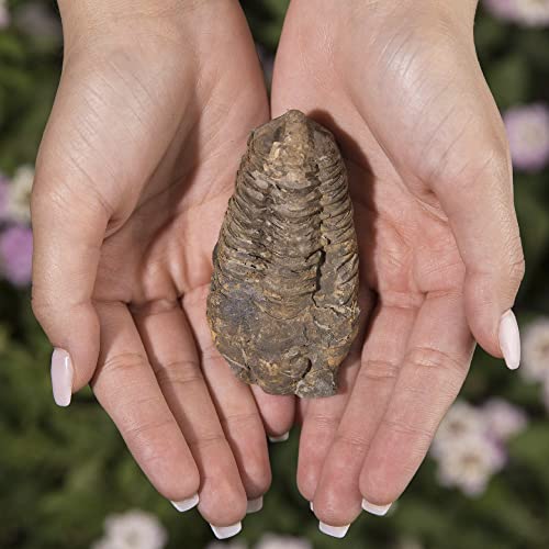 KALIFANO Authentic Large Arthropod Calymene Trilobite Fossil from Morocco - Marine Trilobita/Calymene for Fossil Collections and Education Purposes (Information Card Included) - Image 2