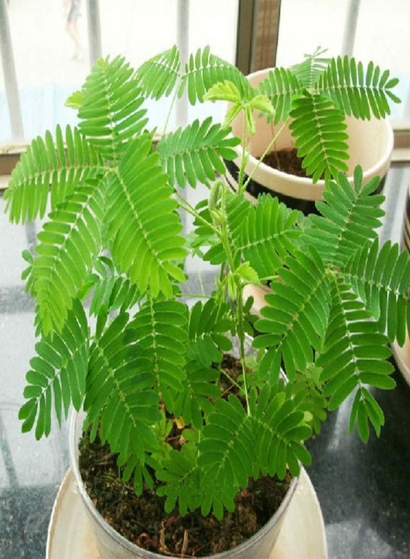 GGOOT 100Pcs Various Color Mimosa Pudica Seeds, Garden Bonsai Pot Plants Home Decor Green Mimosa Pudica# - Image 1