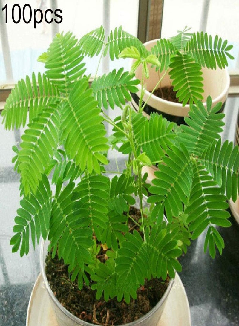 GGOOT 100Pcs Various Color Mimosa Pudica Seeds, Garden Bonsai Pot Plants Home Decor Green Mimosa Pudica# - Image 2