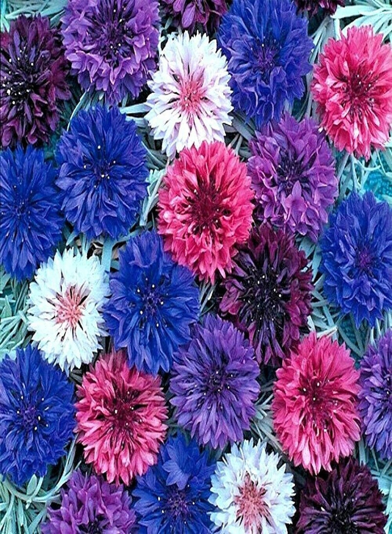 GGOOT Cornflower Ball Mixed - Centaurea cyanus Flower Seeds, Colourful Mixed Flowers Home Garden Planting by Heavy Torch, 200 Seeds