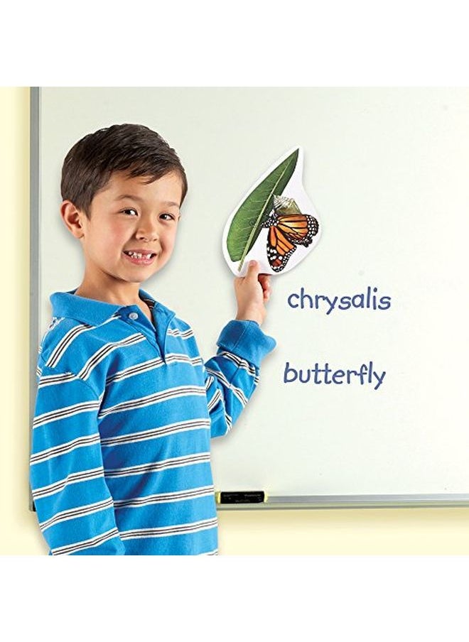 Learning Resources Butterfly Life Cycle 9 Write And Wipe Pieces Classroom Accessories Teaching Aids Ages 5+  - Image 3