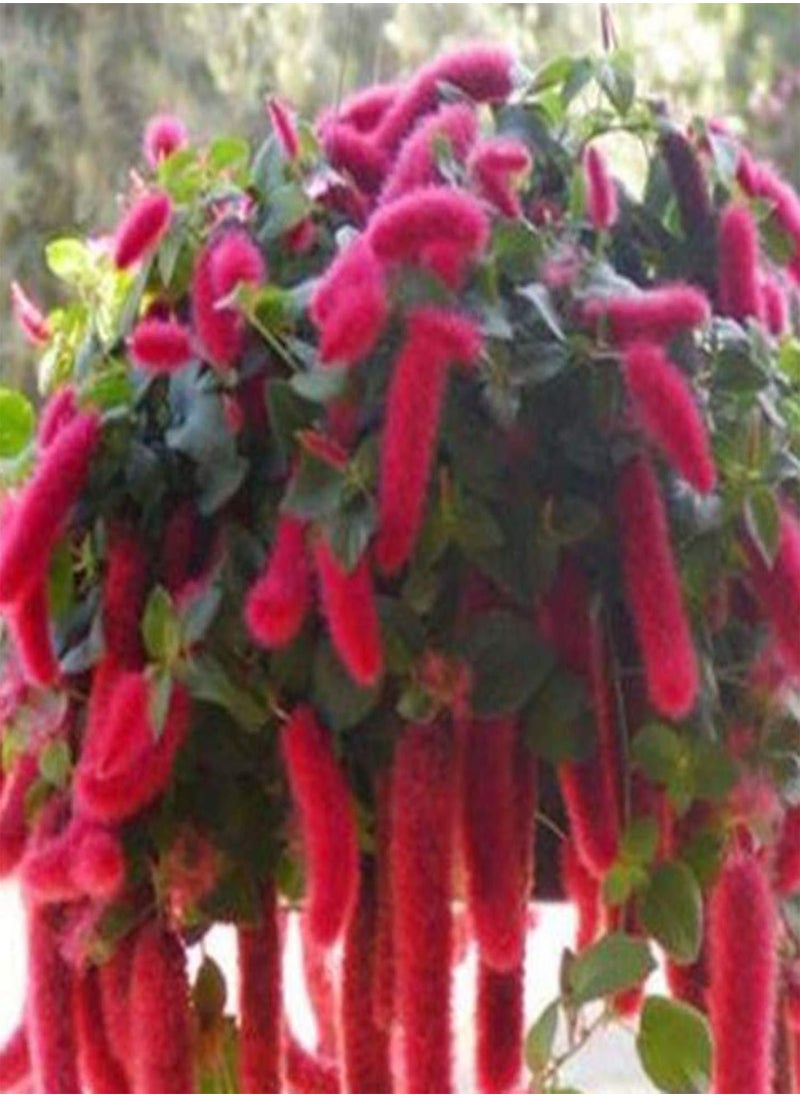 GGOOT - Green Garden Flower Plants-100Pcs/Bag Grain Amaranth Seeds Moisture Demand Quick Growing Crops Yard Amaranth Seeds for Garden - Seed - Image 1