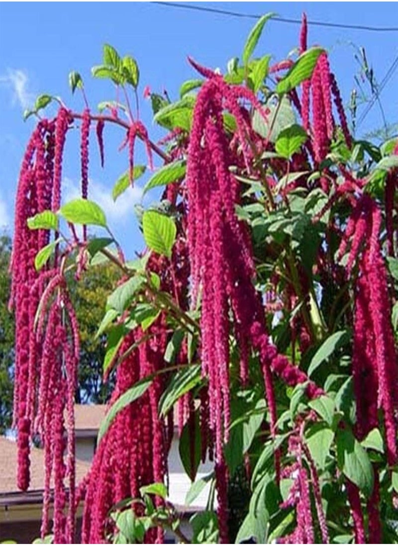 GGOOT - Green Garden Flower Plants-100Pcs/Bag Grain Amaranth Seeds Moisture Demand Quick Growing Crops Yard Amaranth Seeds for Garden - Seed - Image 1