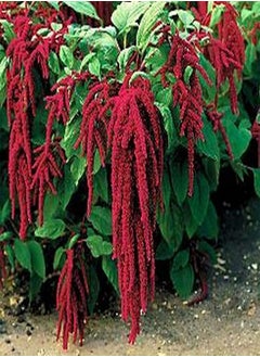Green Garden Flower Plants-100Pcs/Bag Grain Amaranth Seeds Moisture Demand Quick Growing Crops Yard Amaranth Seeds for Garden - Seed