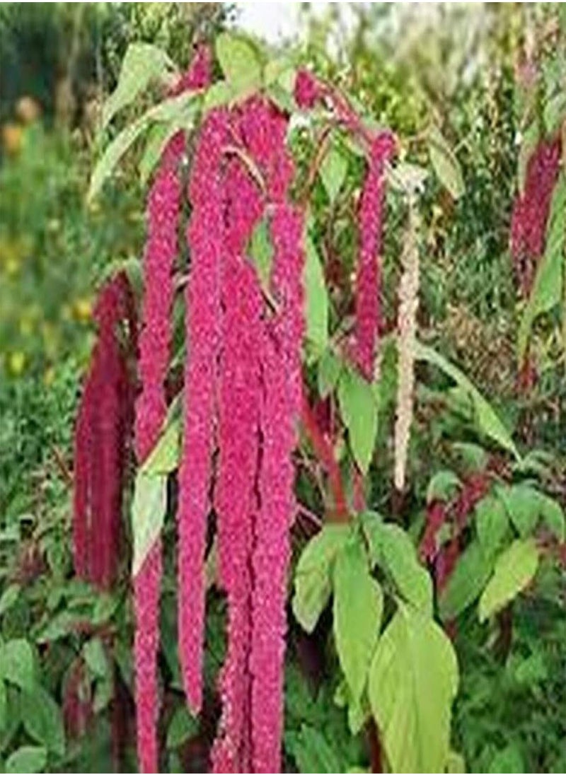 GGOOT - Green Garden Flower Plants-100Pcs/Bag Grain Amaranth Seeds Moisture Demand Quick Growing Crops Yard Amaranth Seeds for Garden - Seed - Image 1