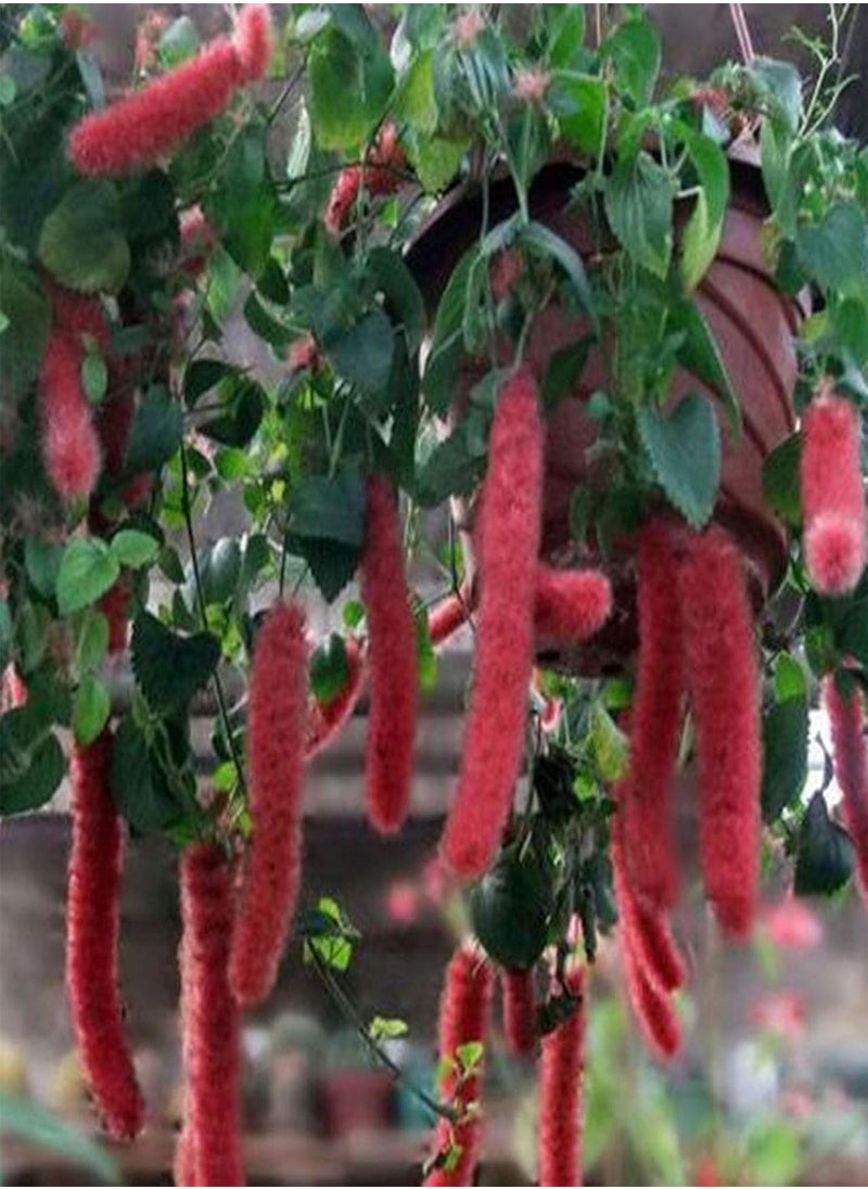 GGOOT - Green Garden Flower Plants-100Pcs/Bag Grain Amaranth Seeds Moisture Demand Quick Growing Crops Yard Amaranth Seeds for Garden - Seed - Image 1