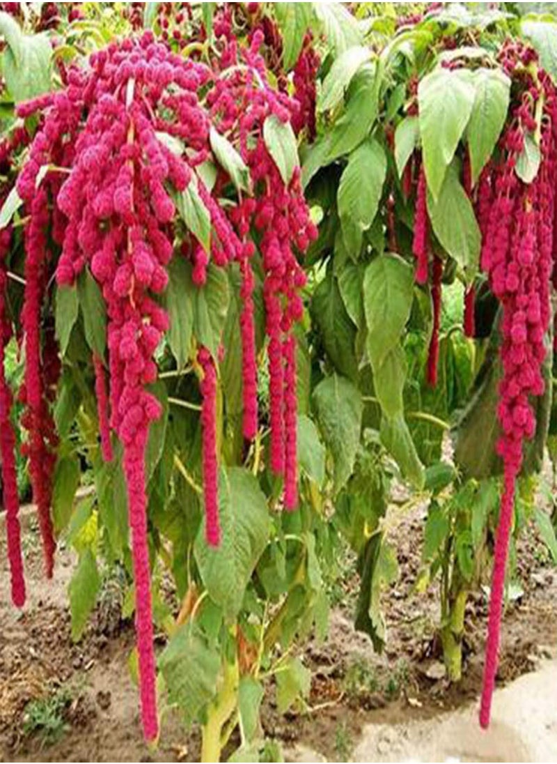 GGOOT - Green Garden Flower Plants-100Pcs/Bag Grain Amaranth Seeds Moisture Demand Quick Growing Crops Yard Amaranth Seeds for Garden - Seed - Image 1