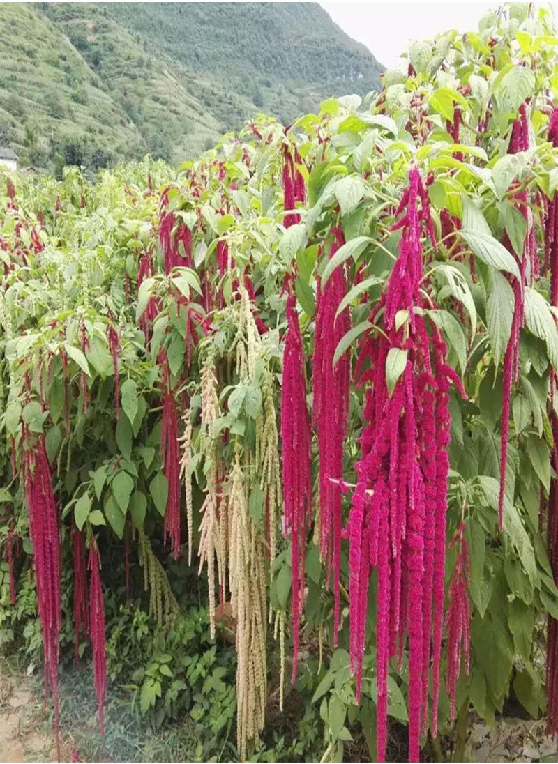 GGOOT - Green Garden Flower Plants-100Pcs/Bag Grain Amaranth Seeds Moisture Demand Quick Growing Crops Yard Amaranth Seeds for Garden - Seed - Image 1