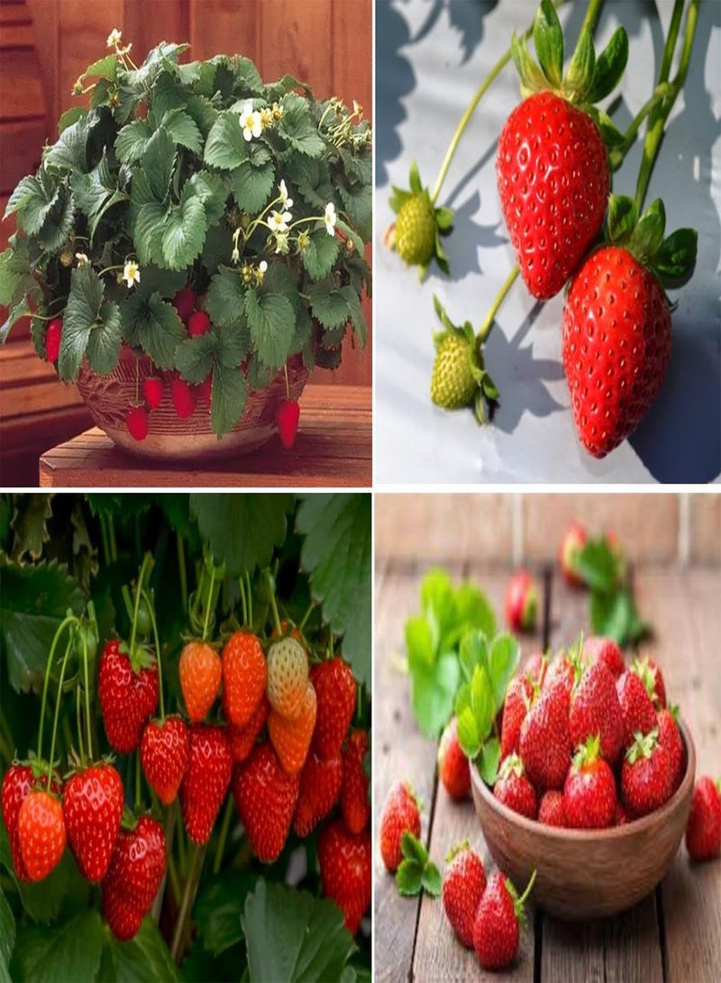 جي جوت بذور الفراولة فريسكا المتدلية للسلال المعلقة - Image 1