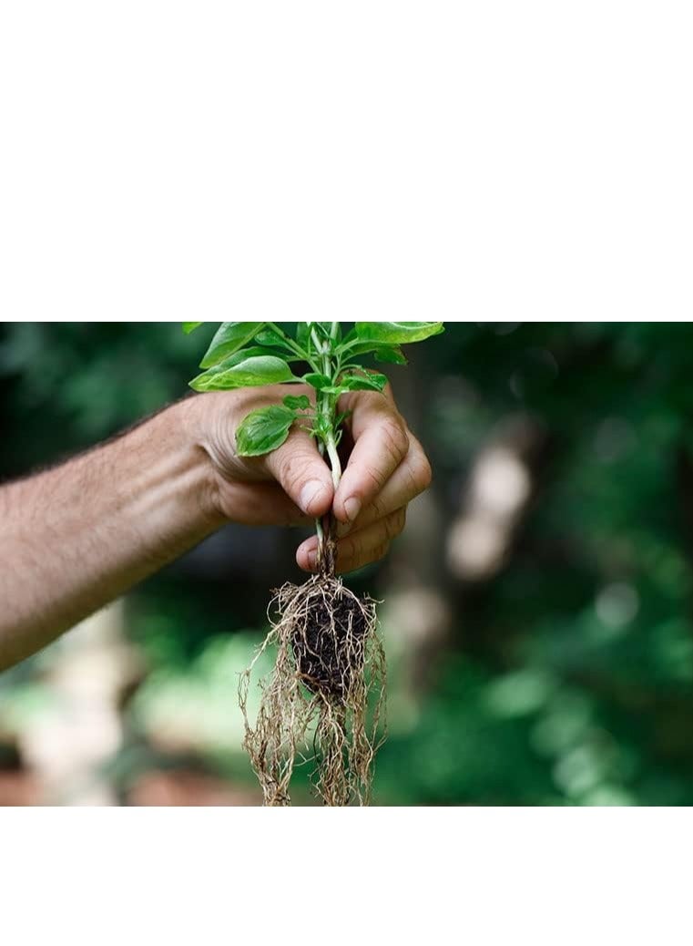 DIVINE TREE مسحوق هرمون التجذير كويك روت 1000 من ديفاين تري، 50 غرام | للعُقل العشبية والخشبية اللينة | دعم نمو النبات والمساعدة على التكاثر - Image 4
