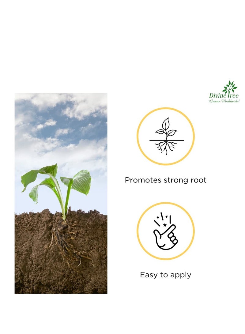DIVINE TREE مسحوق هرمون التجذير كويك روت 1000 من ديفاين تري، 50 غرام | للعُقل العشبية والخشبية اللينة | دعم نمو النبات والمساعدة على التكاثر - Image 3